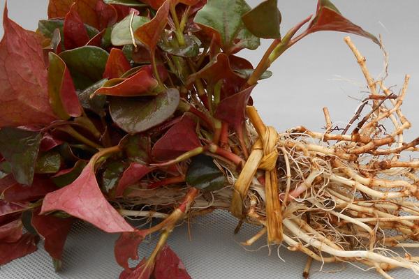 魚腥草圖片大全 魚腥草別名