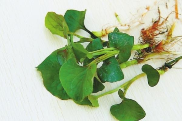 魚腥草圖片大全 魚腥草別名