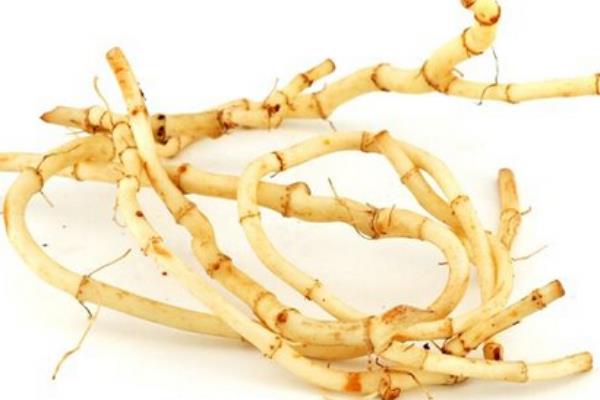 魚腥草的功效與作用及禁忌 魚腥草的挑選技巧