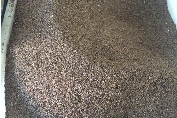 柴胡種子市場價(jià)格多少錢一斤 柴胡種子處理方法