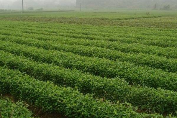 柴胡種子市場價(jià)格多少錢一斤 柴胡種子處理方法