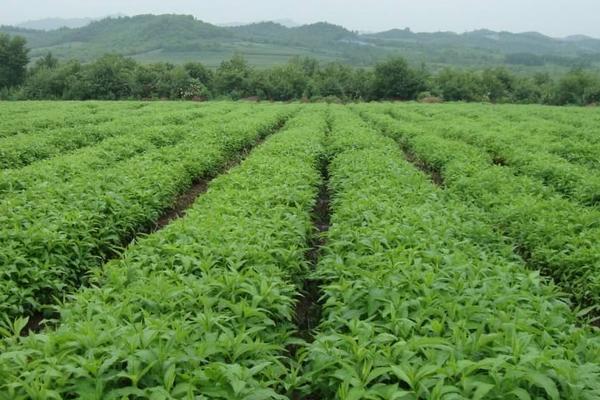 柴胡種子市場價(jià)格多少錢一斤 柴胡種子處理方法