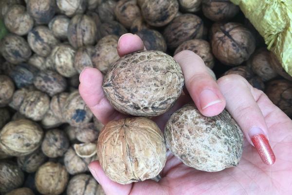 黑核桃能吃嗎 黑核桃的作用