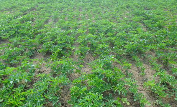 白芷什么時候種植 白芷栽培技術