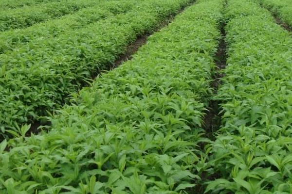 白芷什么時候種植 白芷栽培技術