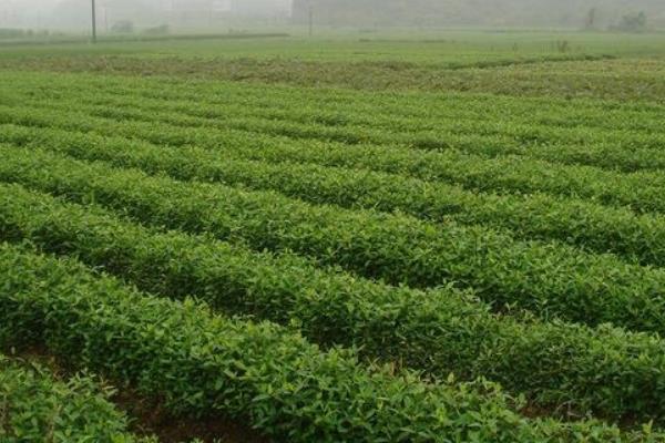 白芷什么時候種植 白芷栽培技術