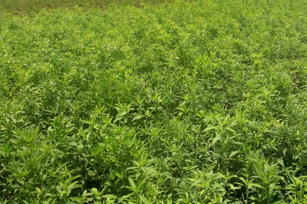 白芷什么時候種植 白芷栽培技術