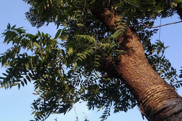 黃連木市場價格多少錢一噸 黃連木的利用價值