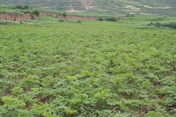 川芎產(chǎn)地在哪里 川芎的食用方法