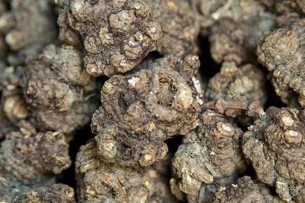 川芎產(chǎn)地在哪里 川芎的食用方法