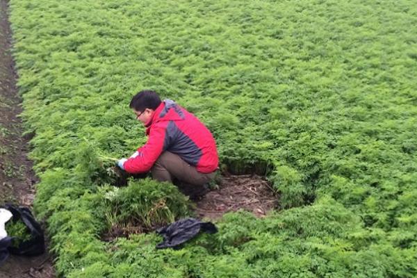 川芎種植技術 川芎種植時間及方法