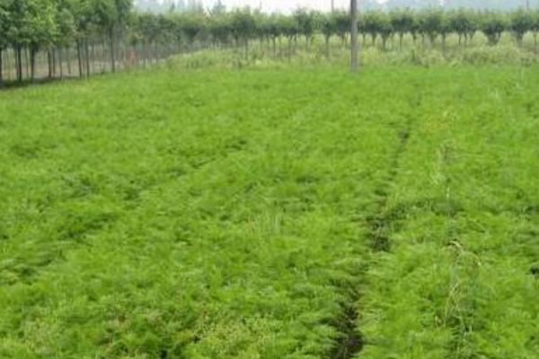 川芎種植技術 川芎種植時間及方法