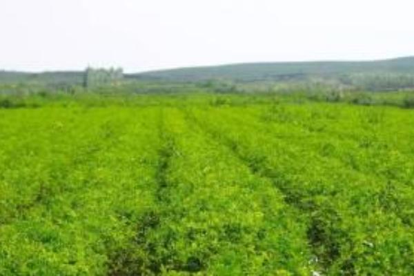 川芎種植技術 川芎種植時間及方法