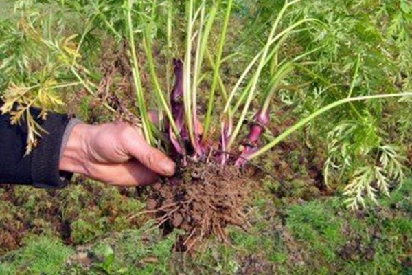 川芎種植技術 川芎種植時間及方法