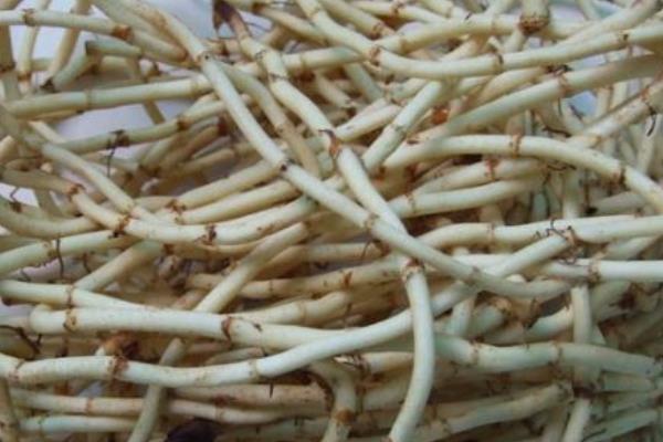 魚腥草的功效與作用及禁忌 魚腥草的挑選技巧