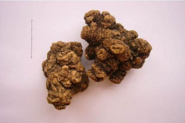 川芎的功效與作用及禁忌 川芎怎么用