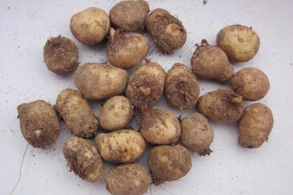 半夏的功效與作用及禁忌 半夏的藥材故事