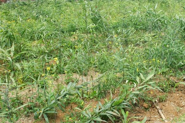 黃精哪里產(chǎn)的最好 黃精的形態(tài)特征