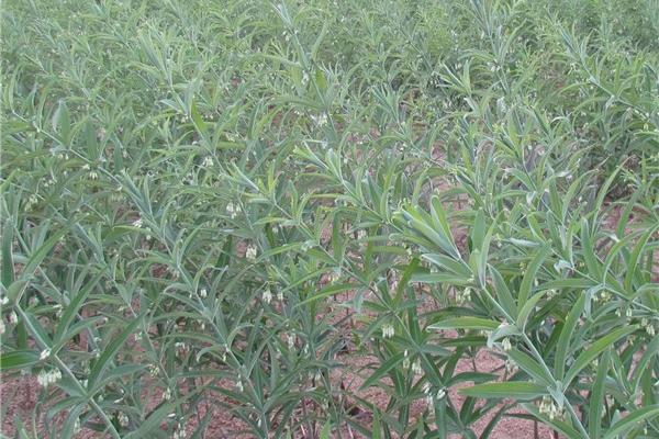 黃精哪里產(chǎn)的最好 黃精的形態(tài)特征