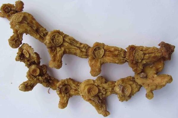 黃精哪里產(chǎn)的最好 黃精的形態(tài)特征