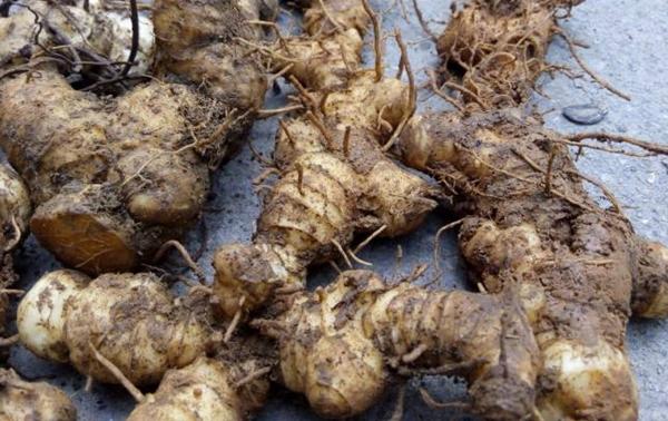 黃精哪里產(chǎn)的最好 黃精的形態(tài)特征