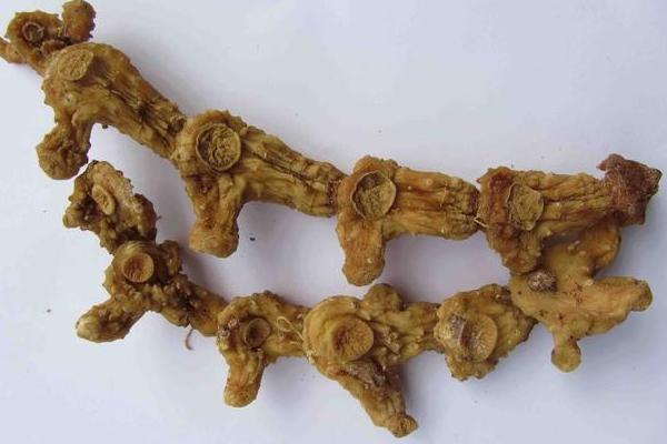 黃精圖片大全 黃精是什么東西