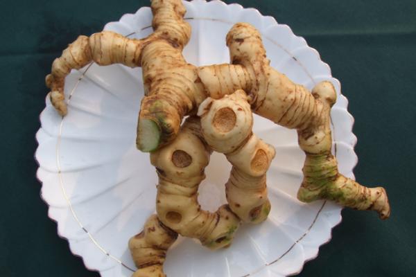 雞頭黃精市場價格多少錢一斤 黃精有哪些種類