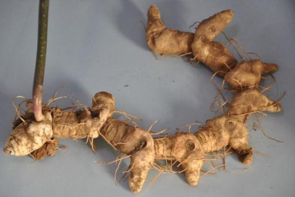 生黃精和熟黃精的區別是什么 黃精的藥用價值