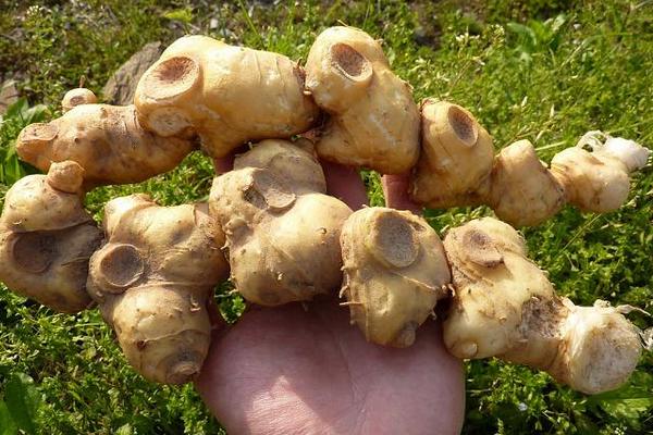 生黃精和熟黃精的區(qū)別是什么 黃精的藥用價(jià)值