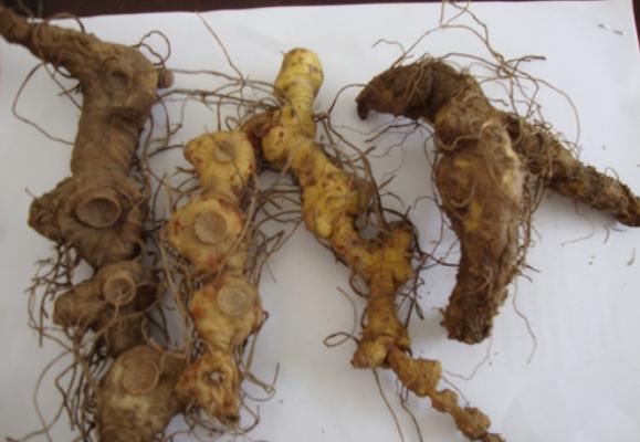 生黃精和熟黃精的區(qū)別是什么 黃精的藥用價(jià)值