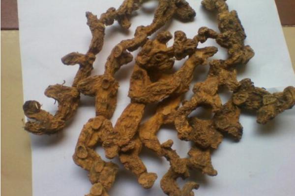 雞頭黃精種植技術 雞頭黃精畝產量有多少