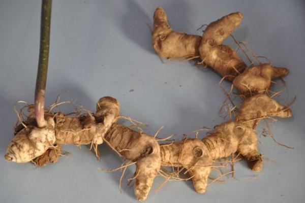 黃精的功效與作用及禁忌 黃精的常用方法