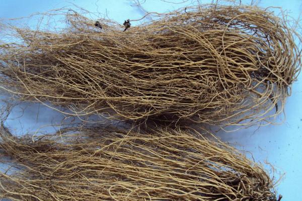 細辛種植技術(shù) 細辛種植時間及方法