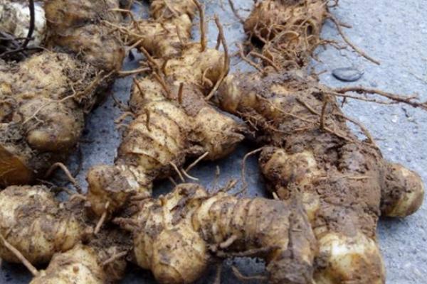 黃精的功效與作用及禁忌 黃精的常用方法