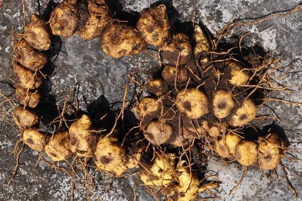 黃精哪里產的最好 黃精的形態特征