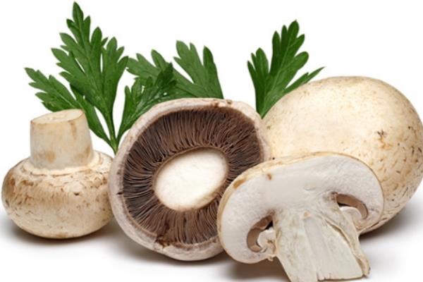 蘑菇圖片大全 蘑菇有哪些種類