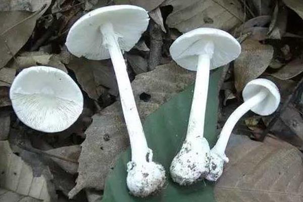 蘑菇圖片大全 蘑菇有哪些種類