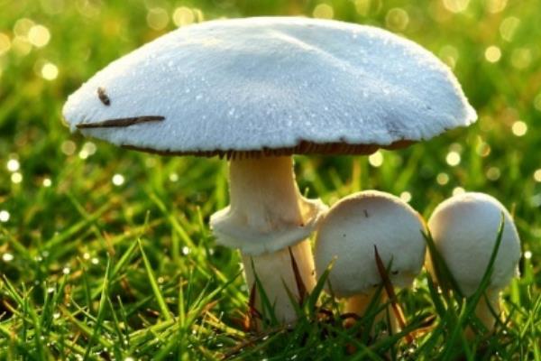 蘑菇圖片大全 蘑菇有哪些種類