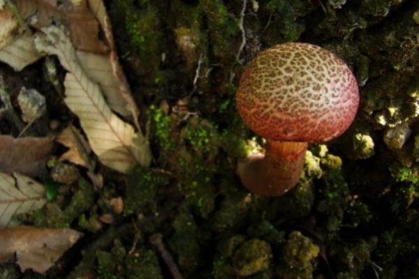 蘑菇圖片大全 蘑菇有哪些種類