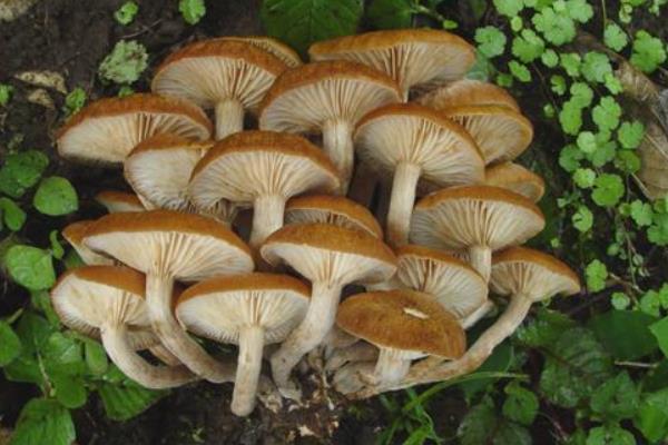 蘑菇圖片大全 蘑菇有哪些種類