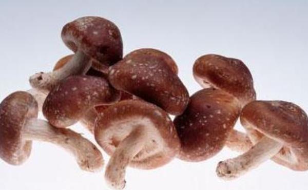 蘑菇圖片大全 蘑菇有哪些種類