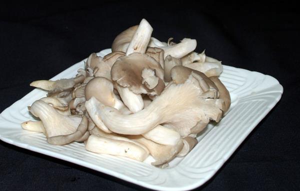 蘑菇圖片大全 蘑菇有哪些種類