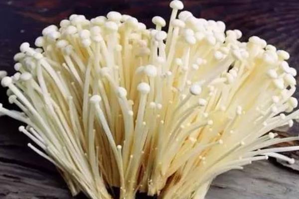 金針菇圖片大全 什么是金針菇