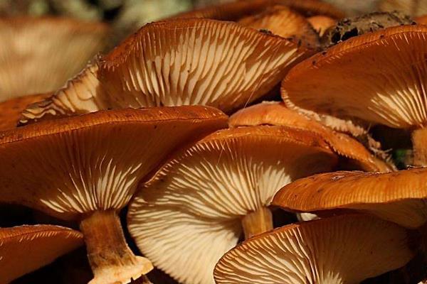 蘑菇的做法大全 蘑菇怎么做簡單又好吃