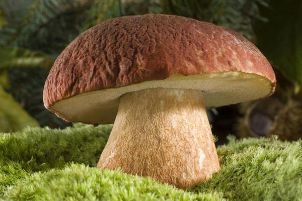 蘑菇的做法大全 蘑菇怎么做簡單又好吃