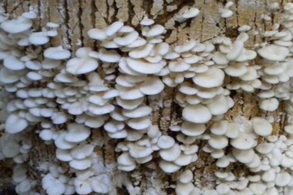 蘑菇怎么種 蘑菇種植技術