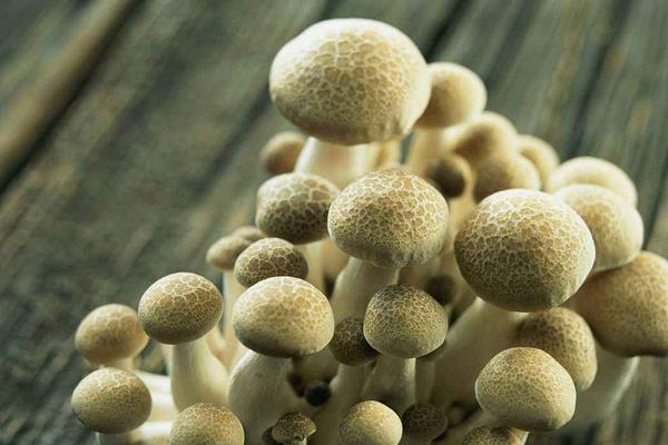 蘑菇怎么種 蘑菇種植技術