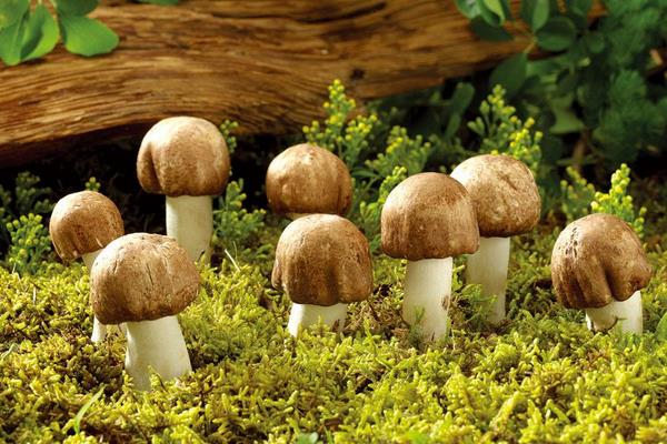 蘑菇怎么種 蘑菇種植技術