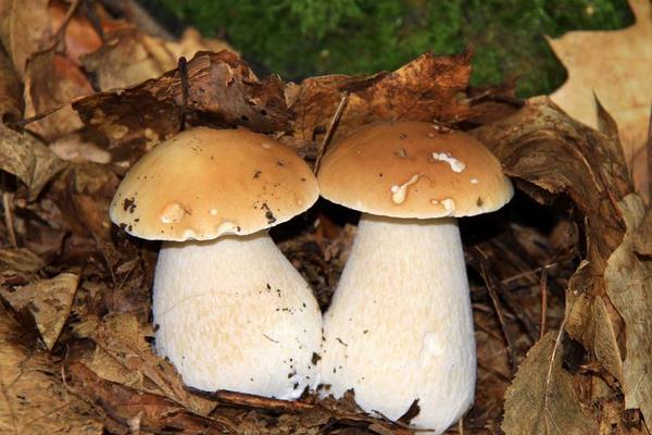 蘑菇怎么種 蘑菇種植技術