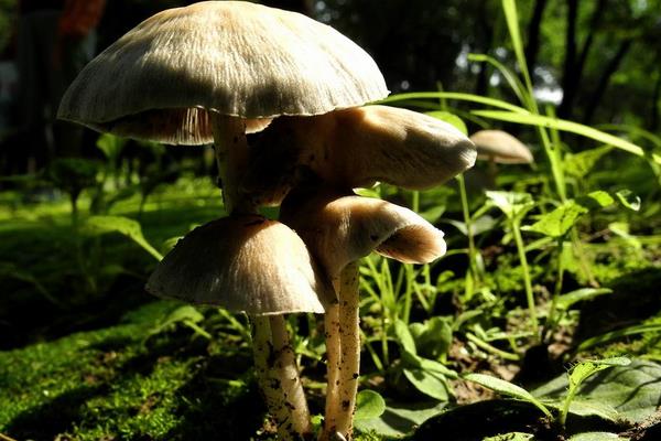 蘑菇怎么種 蘑菇種植技術